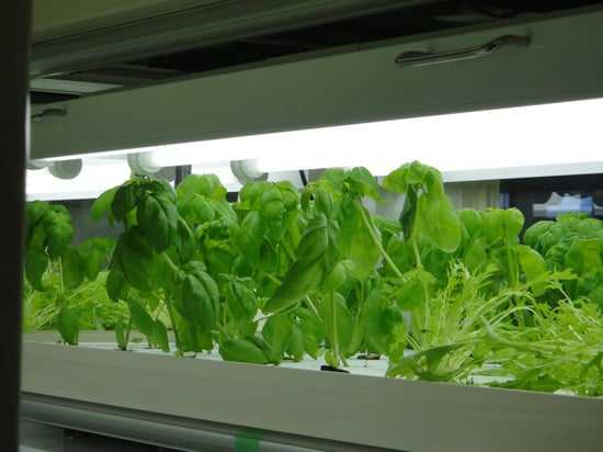 Agri cube helps to set up a personal organic farm in your car park Agri cube helps to set up a personal organic farm in your car park