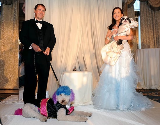 The most expensive pet wedding estimated at $250,000 holds a Guinness World Record The most expensive pet wedding estimated at $250,000 holds a Guinness World Record