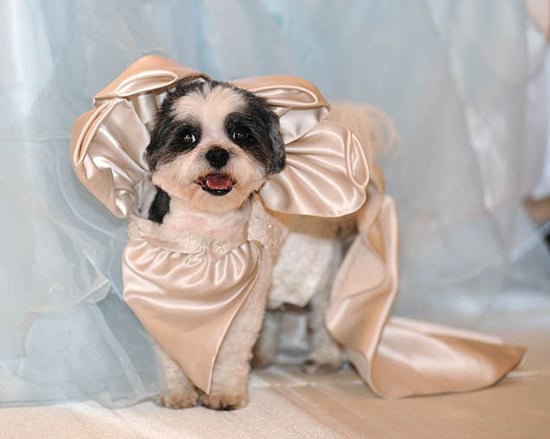 The most expensive pet wedding estimated at $250,000 holds a Guinness World Record The most expensive pet wedding estimated at $250,000 holds a Guinness World Record