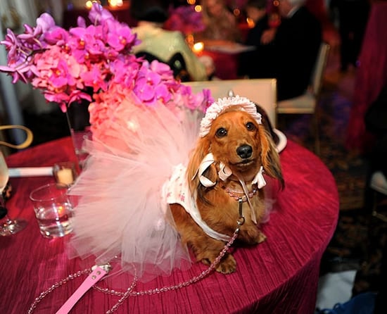 The most expensive pet wedding estimated at $250,000 holds a Guinness World Record The most expensive pet wedding estimated at $250,000 holds a Guinness World Record
