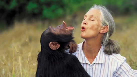 Once in a Lifetime Africa trip along with Dr. Jane Goodall Once in a Lifetime Africa trip along with Dr. Jane Goodall