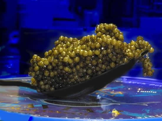 ripert-caviar-2.jpg