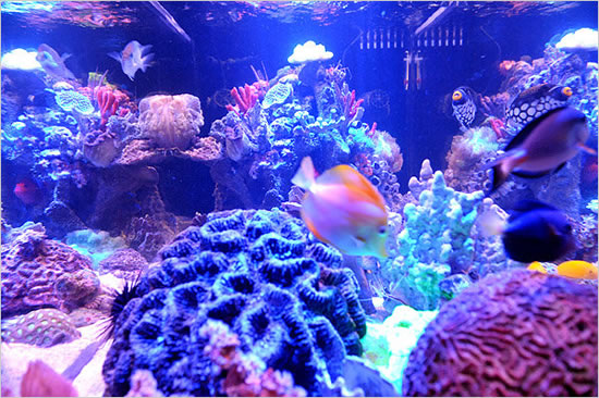 Fish-Tanks-3.jpg