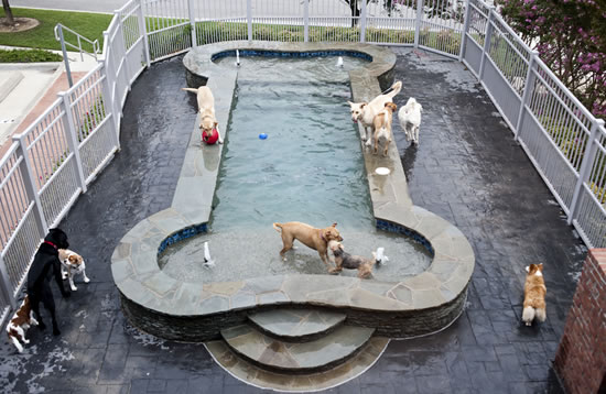 Luxurious Spa Paws Hotel pet hotel to open in Fort Wort - Luxurylaunches