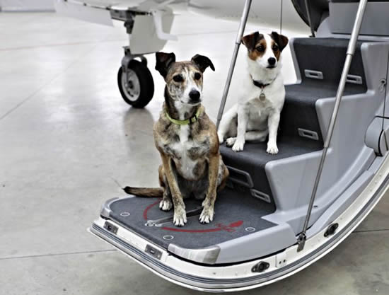 first-class-fido-7.jpg