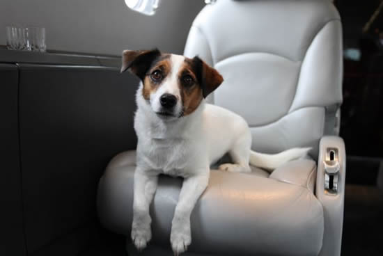 first-class-fido-8.jpg