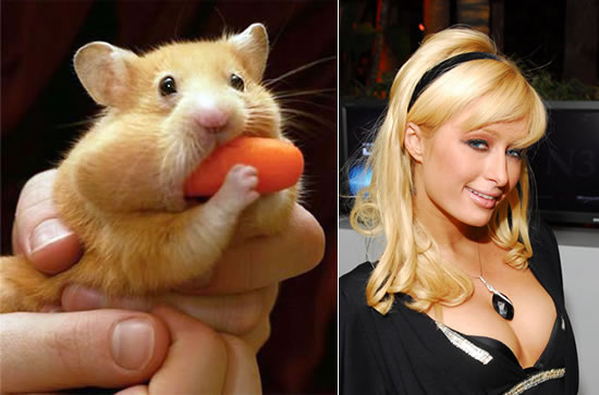 paris_hilton_pet_hamster-1.jpg