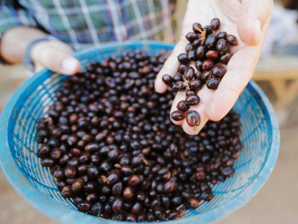 black-ivory-coffee-beans